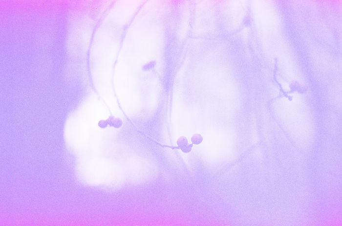 Samantha Perrelli - Winter Berries