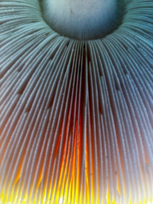 Flash #19 - Macro