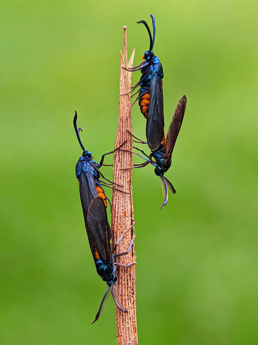 Ramprasad Das (India) - MATING COUPLE
