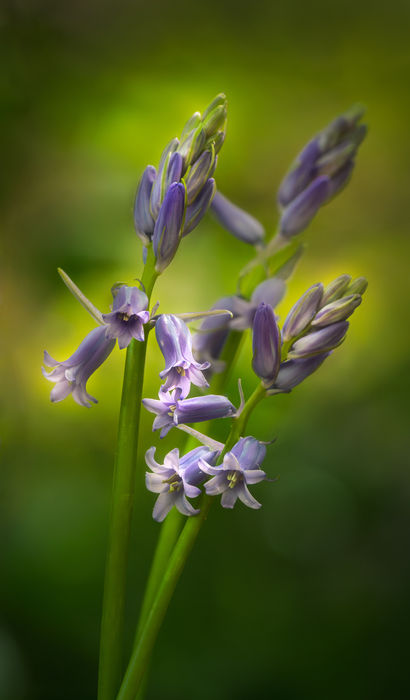 Botanicals