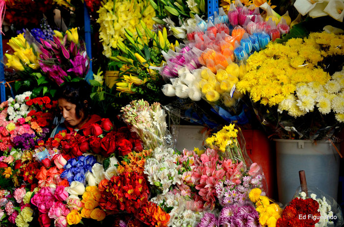 Ed Figueiredo - Afogada em flores