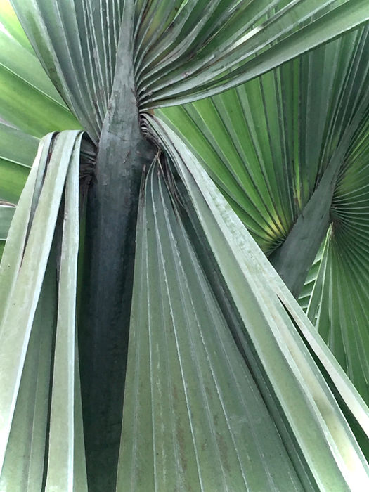 Patterns in the Wild