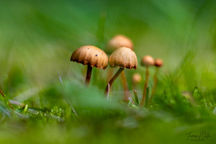 Theresa Muth - Small Life