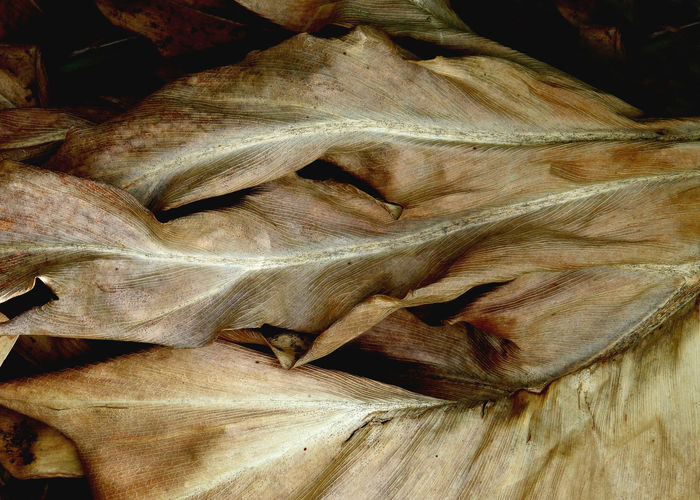 Alma Mueller (Golden, CO) - Nature's Undressing