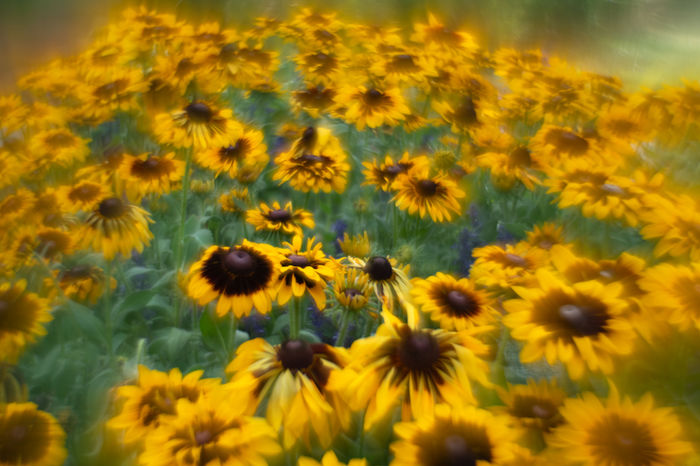 Botanicals