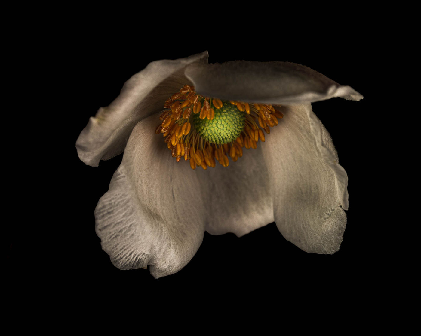 Coy Anemone by Alys Walker-Tinson