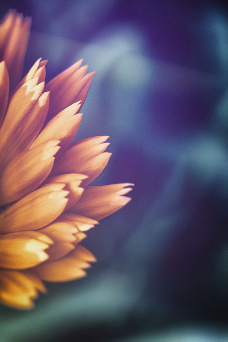 Botanicals