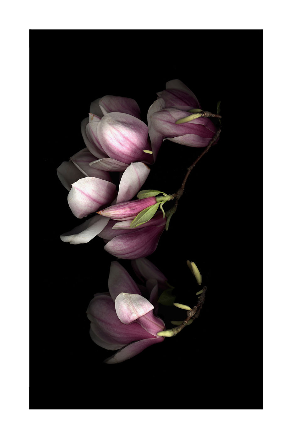 Magnolia by Debra Burger