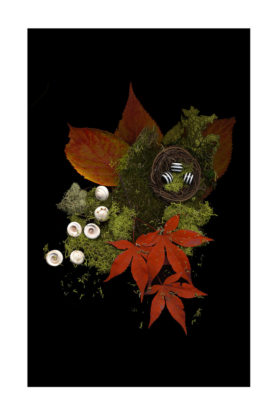 Nest and Shells by Debra Burger
