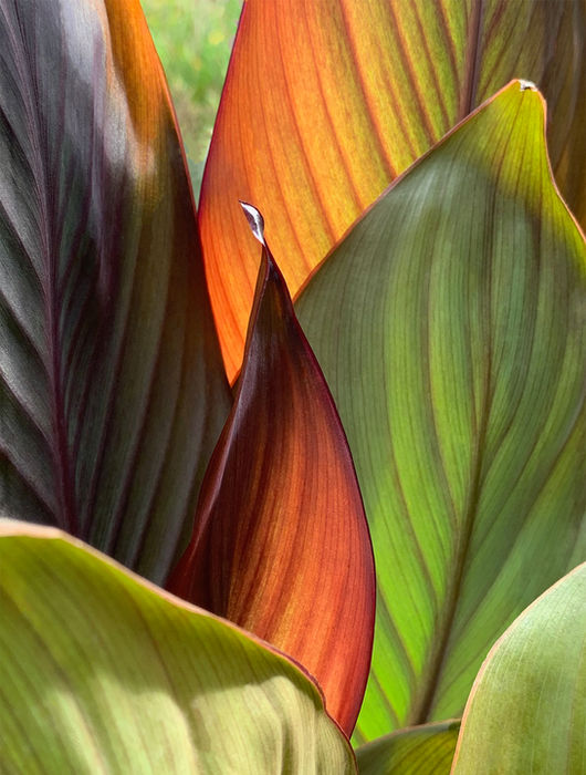 Cindy Mathias (New York, NY) - Canna Sunrise