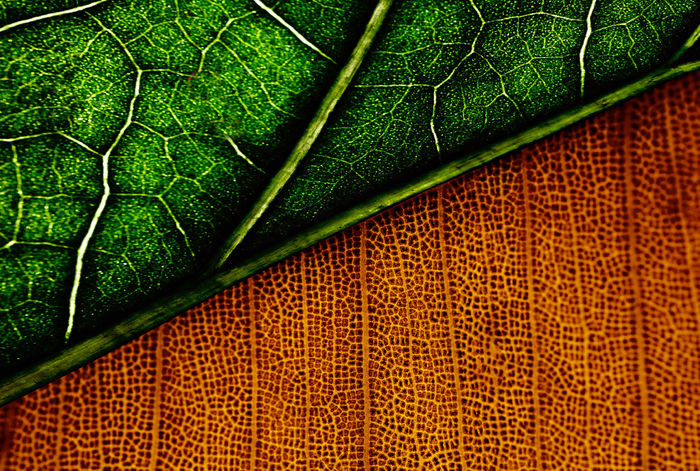 Nono Zilahi - Leaf Texture