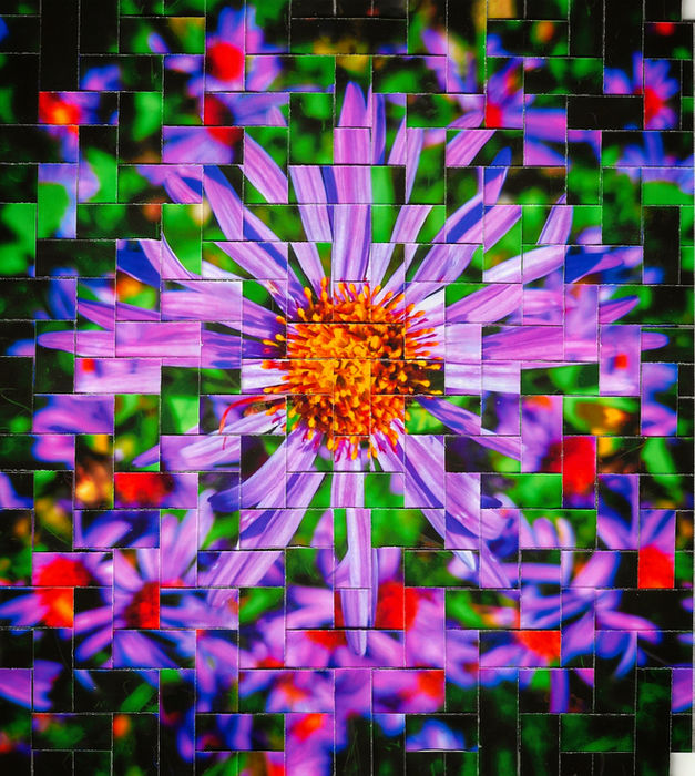 ANDIE DALE (Stoke-on-Trent, United Kingdom) - ALPINE DAISY