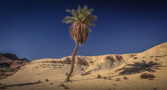 Sahara