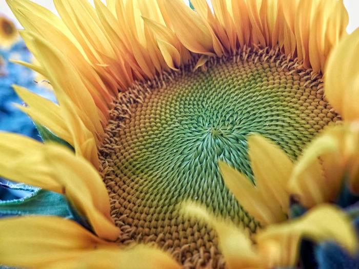 Botanicals