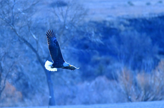 Randall Royer - Backlit Bald Eagle (Early Morning)