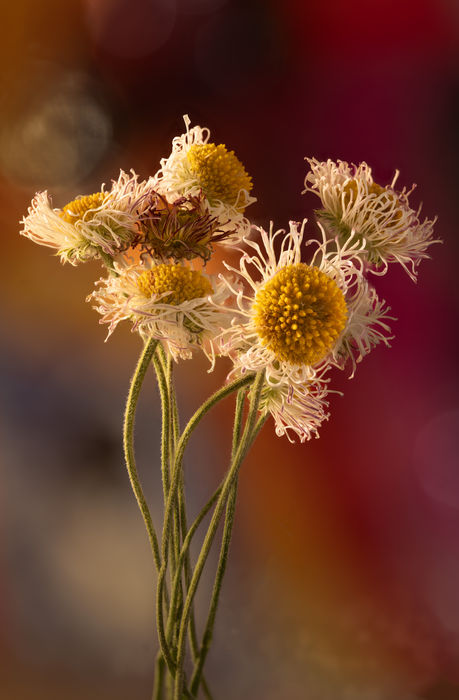 Botanicals