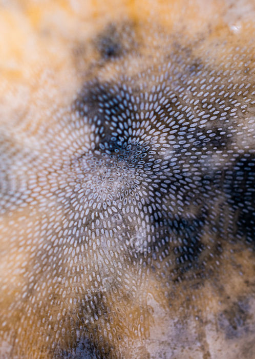 Patterns in the Wild