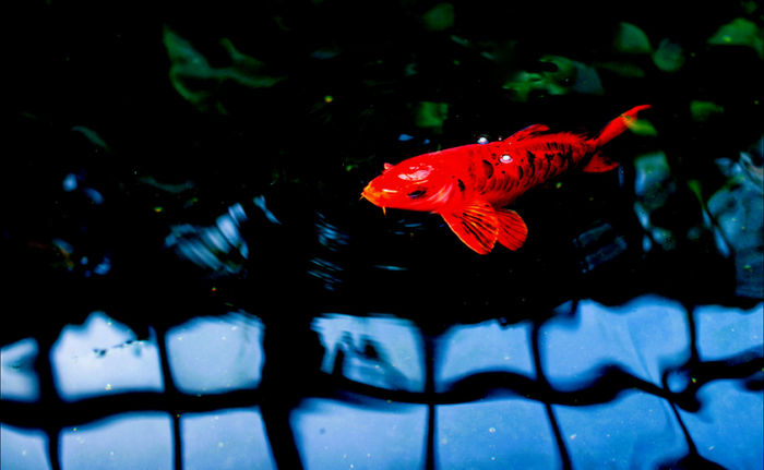 MYROSLAVA KARPYSHYN (Chicago, Illinois) - RED FISH