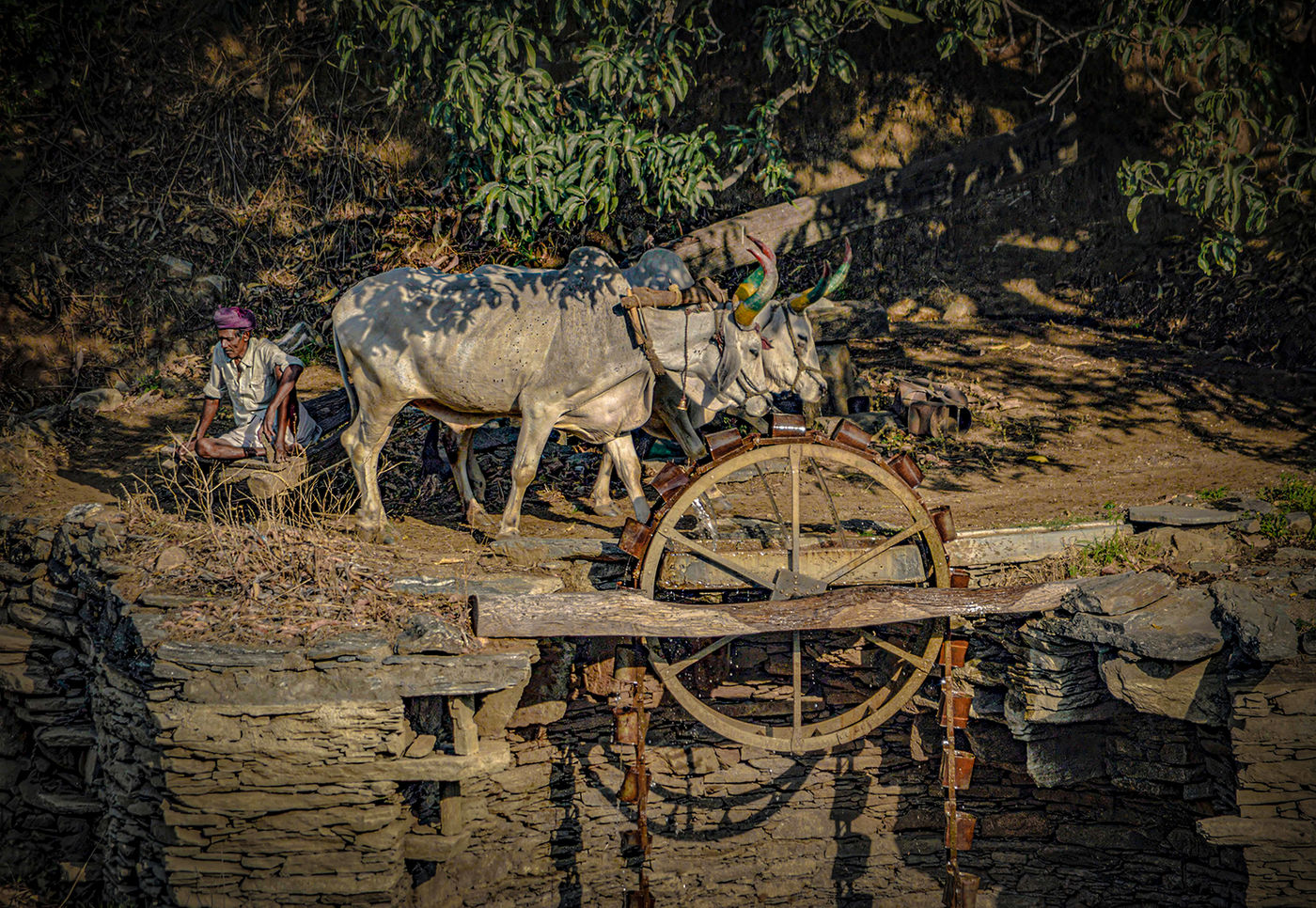 Oxen powered Persian Wheel or Sāqiyah Well, India by Richard Murrin