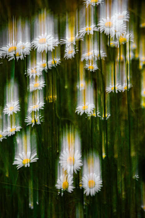 Falling Star Daisies - Mary Hogan