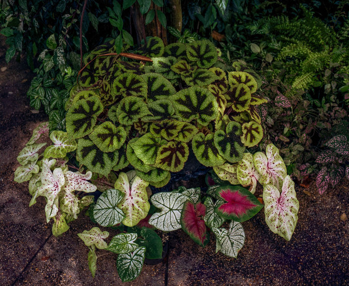 Steven Cushing (Atlanta, GA) - New Orleans Botanical
