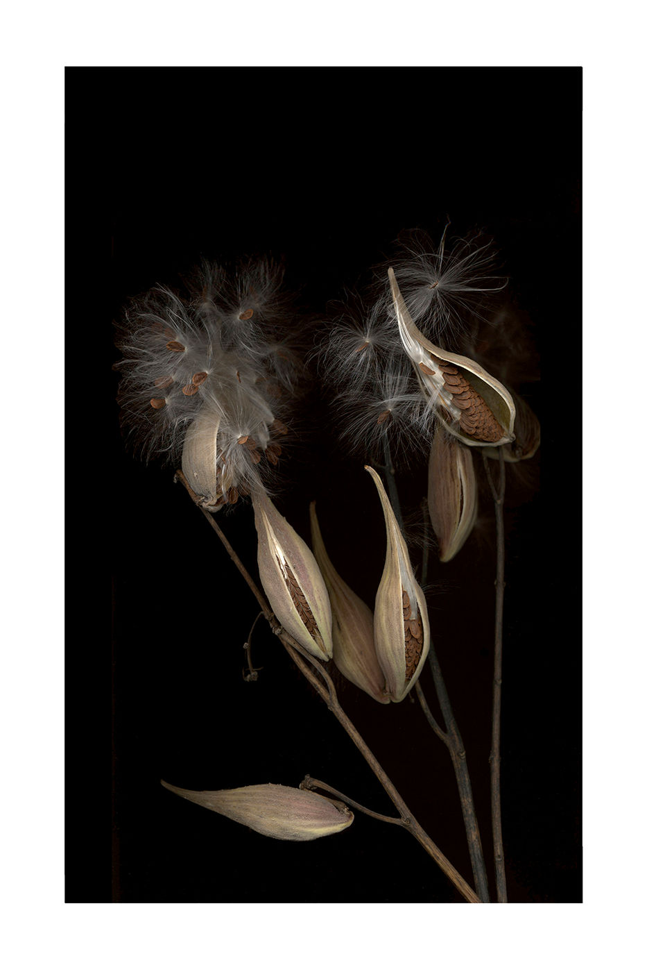Milkweed by Debra Burger