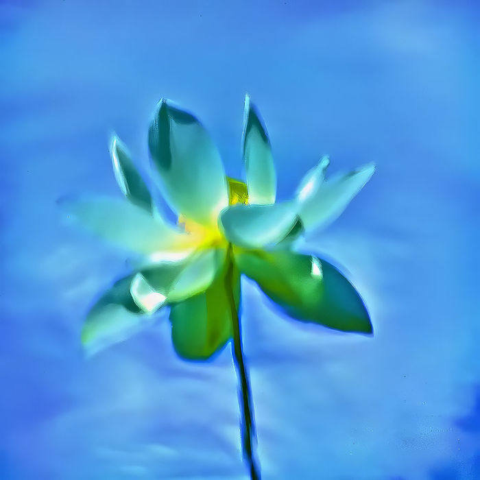 Carlos Esguerra (Elmhurst, NY) - Lotus Reflection on Water 1682