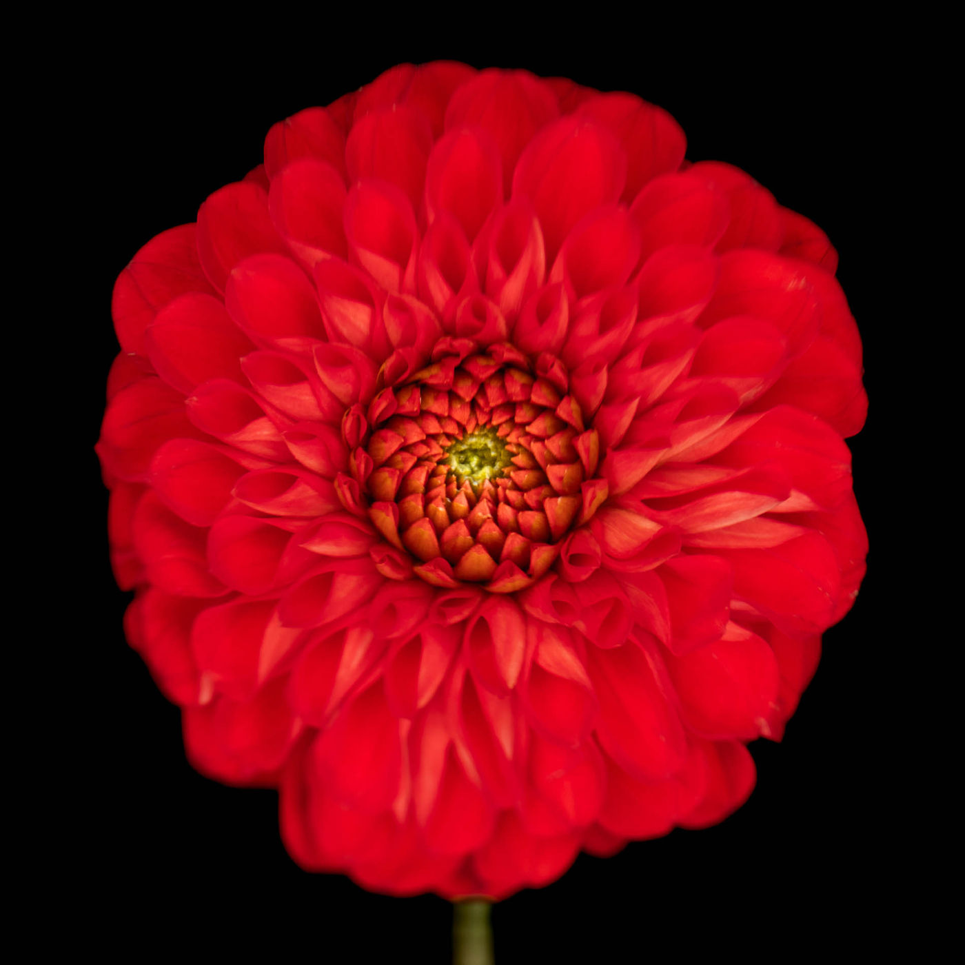 Dahlia Lollipop by Alys Walker-Tinson