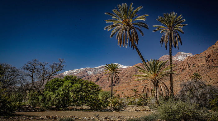 Sahara