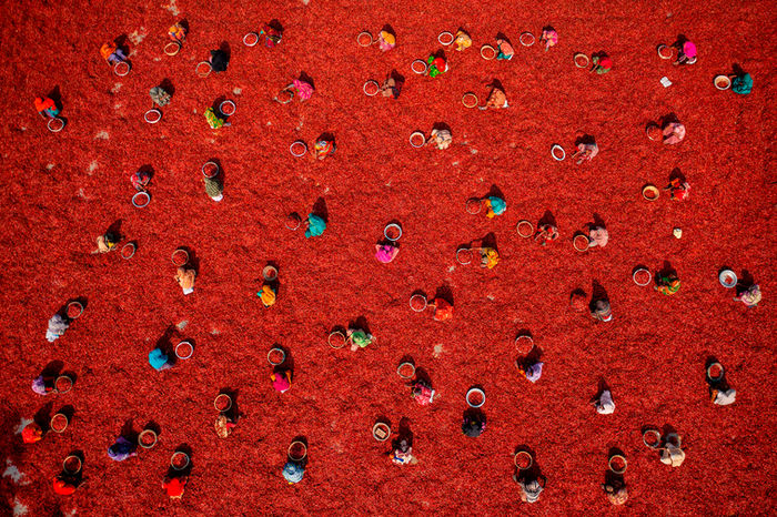 Azim Khan Ronnie (Mulhouse, France) - Harvesting Red Chilies