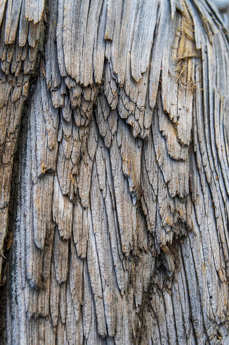 Becky Chapman (Morrison, CO) - Arboreal Wings