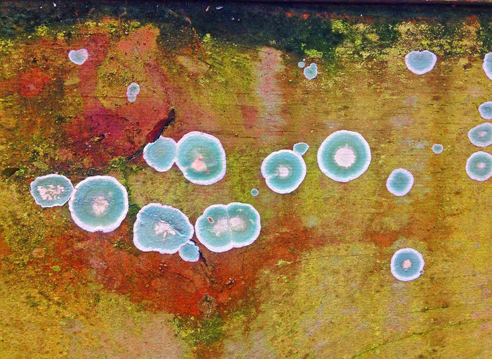 Ilene Adams - Lichen