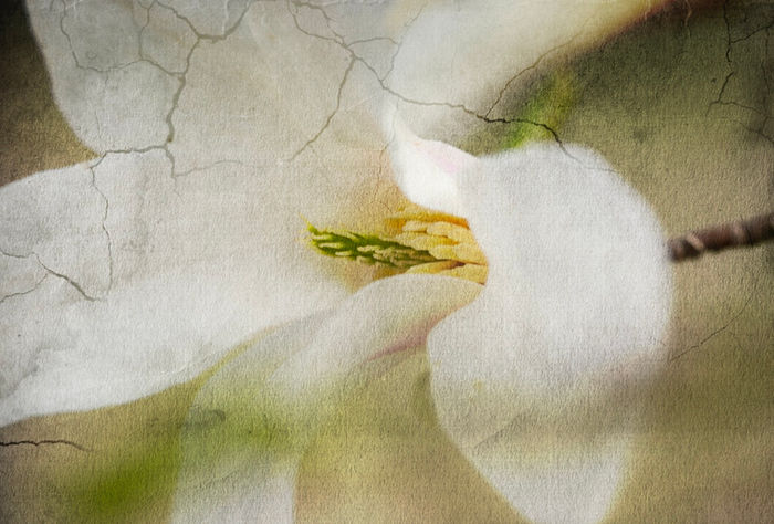 Tatyana Kravhuk (Ukraine) - FLOWERS 1