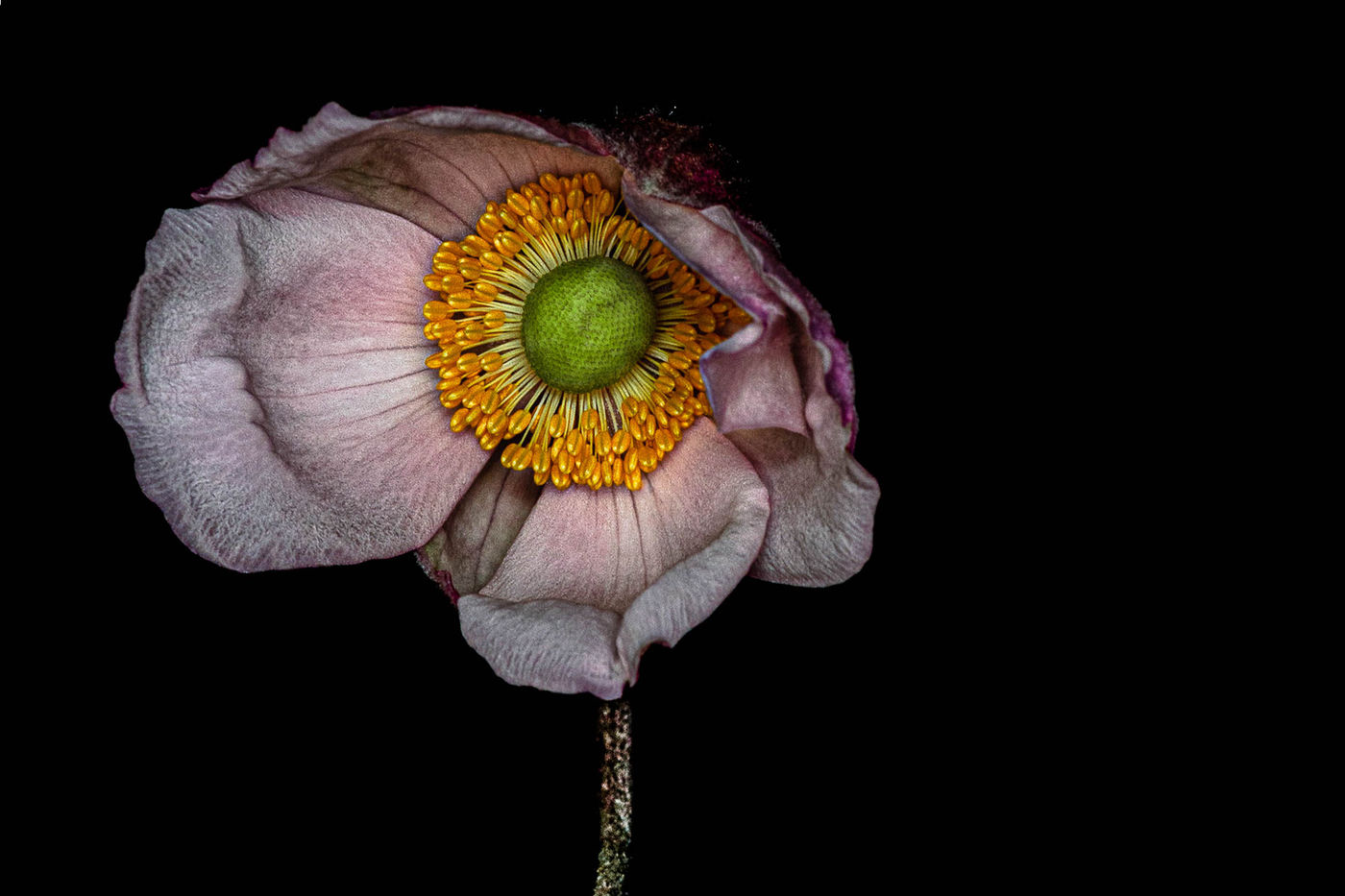 Centre of Attention by Alys Walker-Tinson