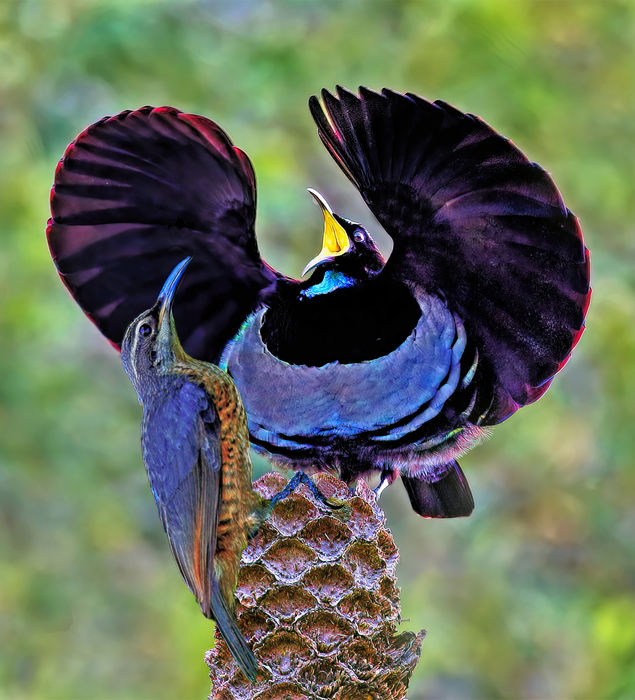 Graeme Guy - Victoria’s Riflebirds