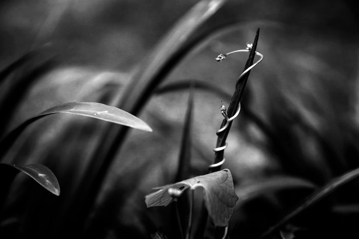 Kelly O'Leary - Tendril