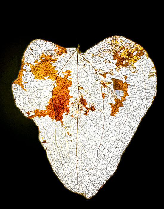 Joan Eckhardt - An Open Heart