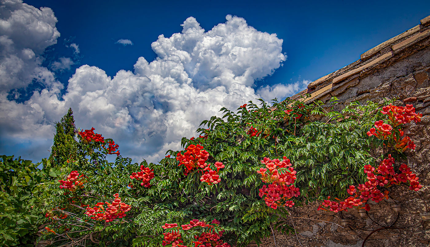 Flowers on the wall, Fauzan, France by Richard Murrin