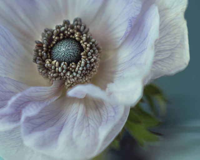 Botanicals