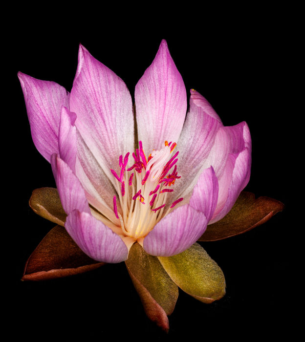Botanicals