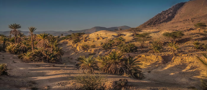 Sahara