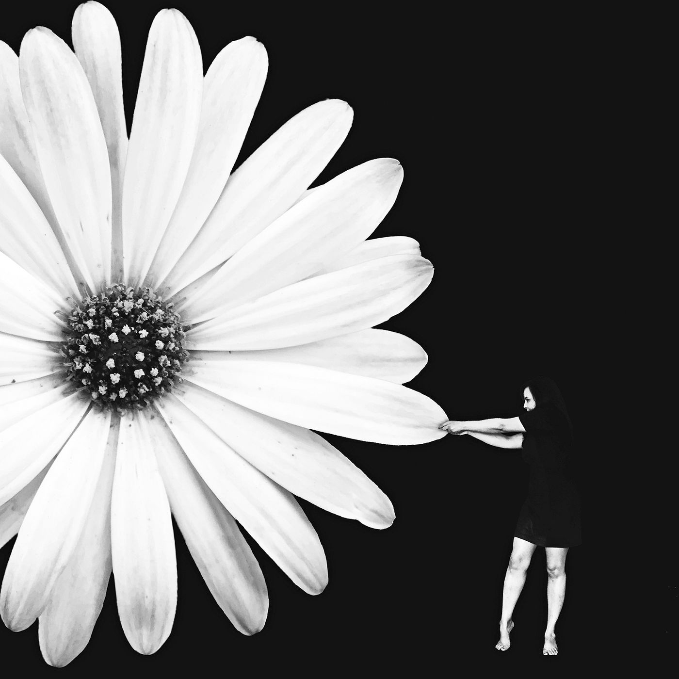 Il m'aime Il ne m'aime pas by Ileana Montano