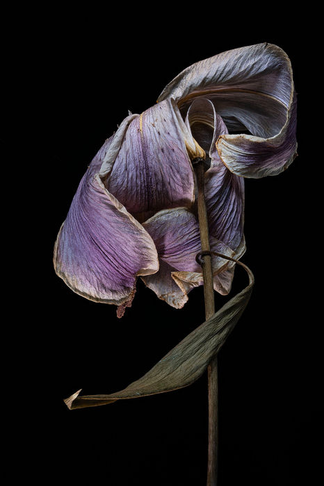 Botanicals