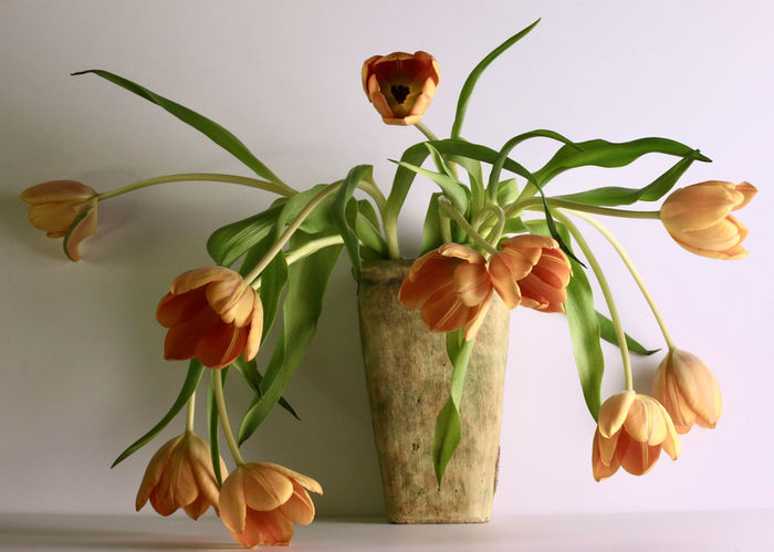 Kate Kirby (Haartwell, GA) - Nine Tulips