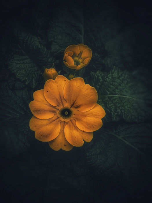 Flash #19 - Macro