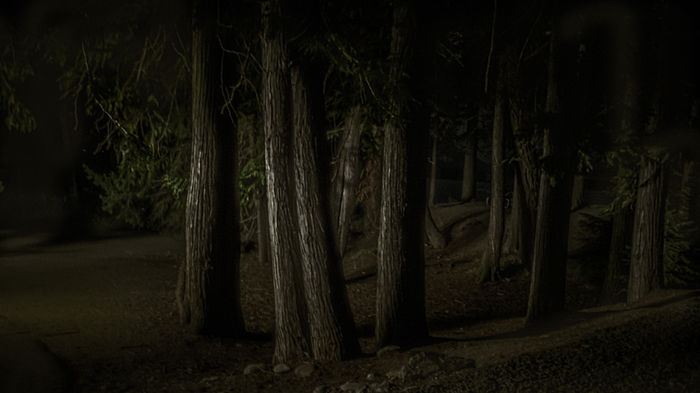 Sandra Belitza-Vazquez - Into the Woods