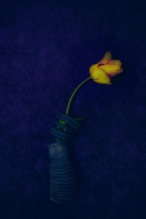 The Beauty of Still Life