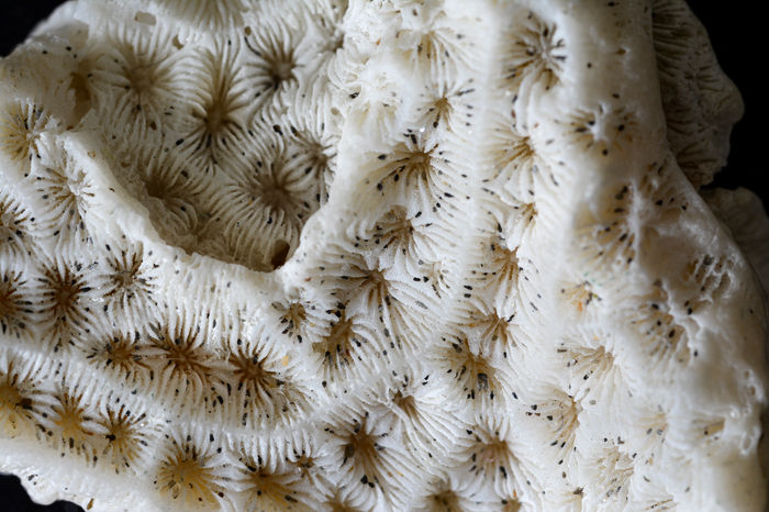 Carolina Quesada - Fractals