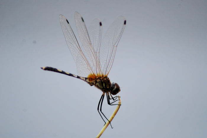 Flash #19 - Macro