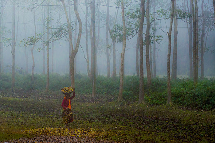 Arka Saha (India) - Woman In Forest